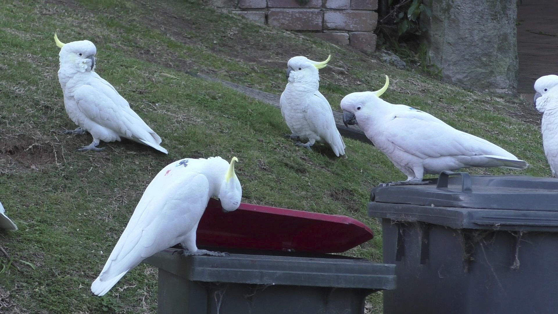 Cockatoos Open Bins